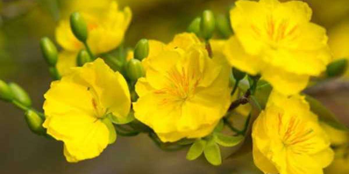 Hướng dẫn cách chăm cây mai vàng nở nhiều hoa đơn giản tại nhà
