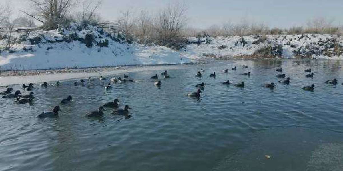 Colorado Goose Hunting at Birds and Bucks Outdoors