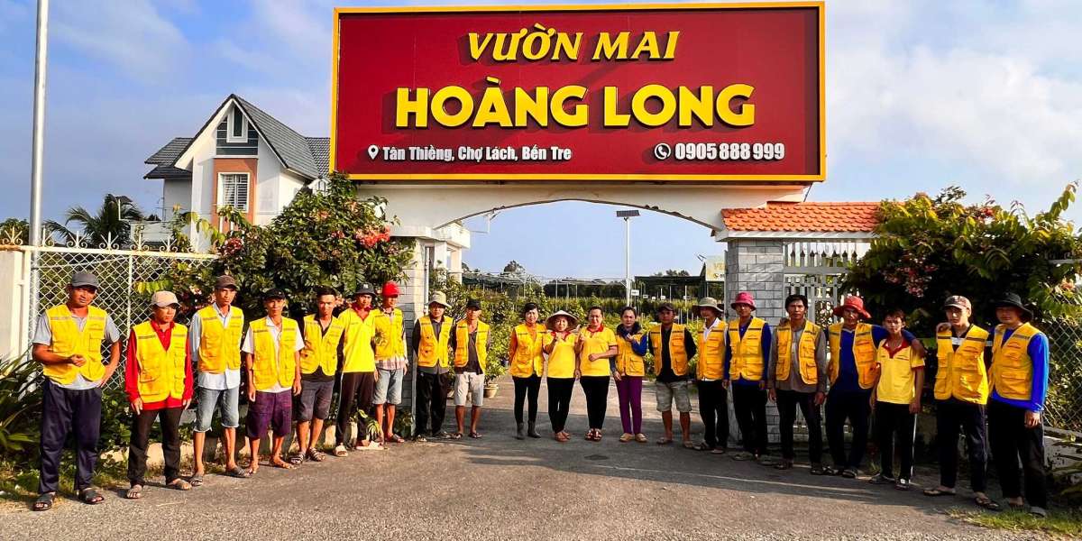 cách thức chọn hoa mai đẹp, đa dạng lộc đón Tết