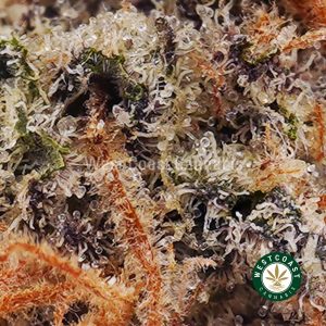 Exploring the Legendary Strain Blue Dream: A Must-Try for Cannabis Enthusiasts